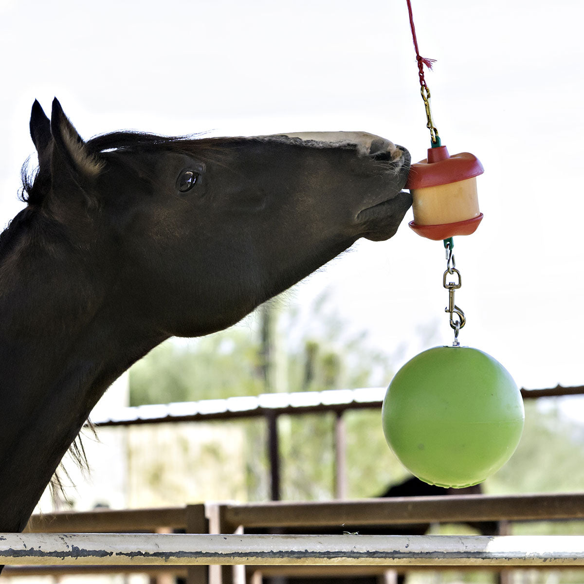 Horsemens Pride Jolly Stall Snack Holder with Apple Scented Jolly Ball