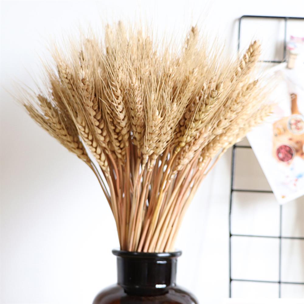 Natural Dried Wheat