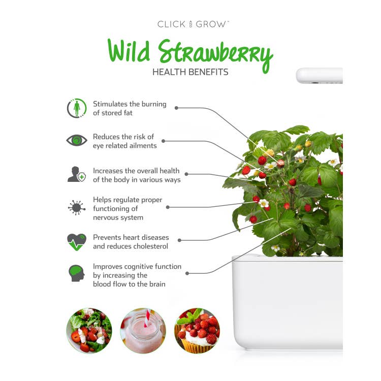 Wild Strawberry Plant Pods