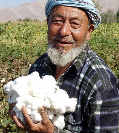 Morroccan farmer harvesting Gossypium Herbaceum fibers