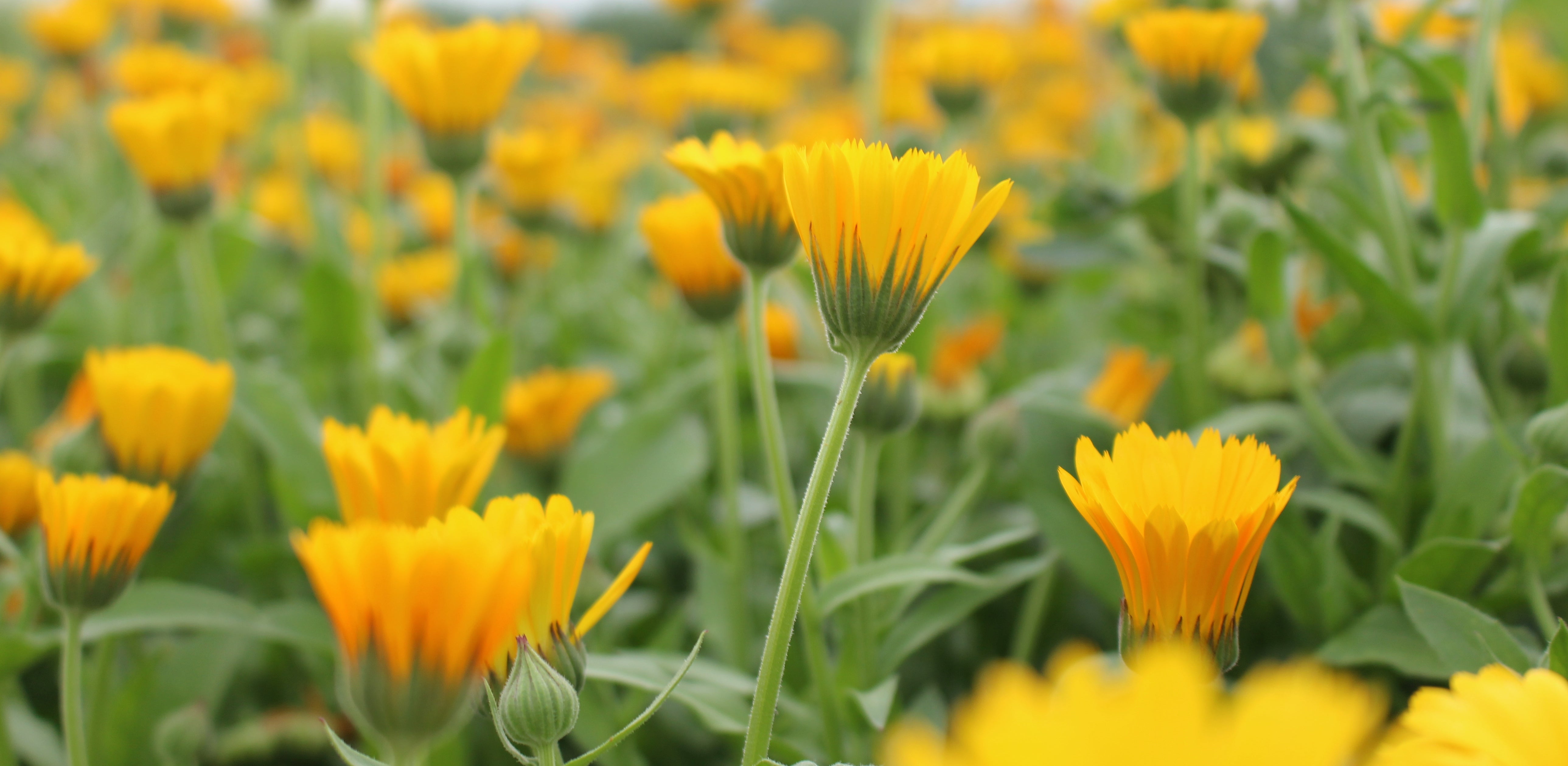 CALENDULA RESINA