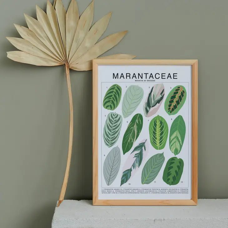 Marantaceae Species ID Chart -Botanical Houseplant Art Print