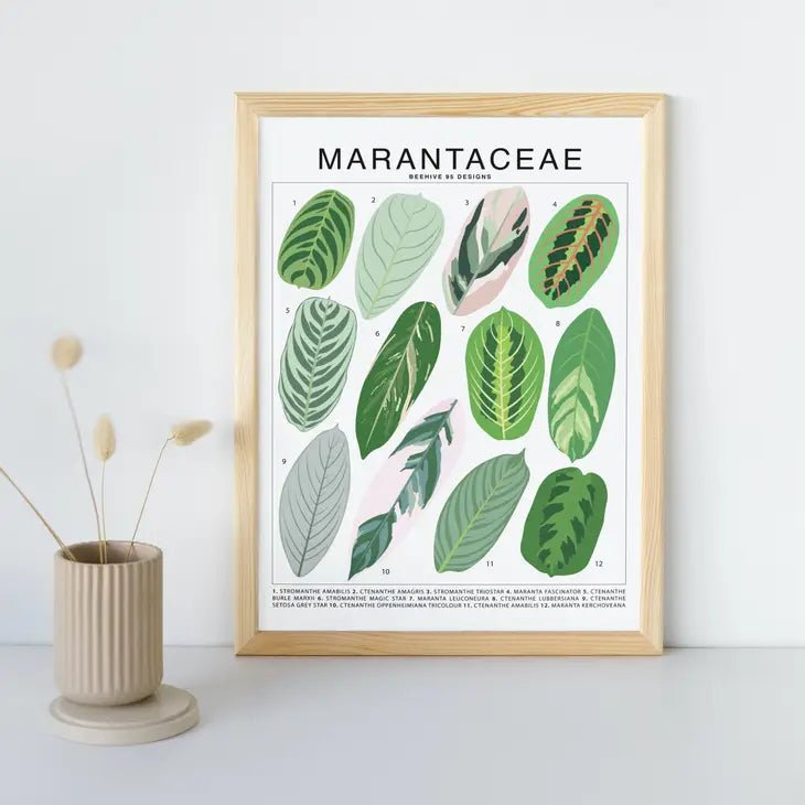 Marantaceae Species ID Chart -Botanical Houseplant Art Print