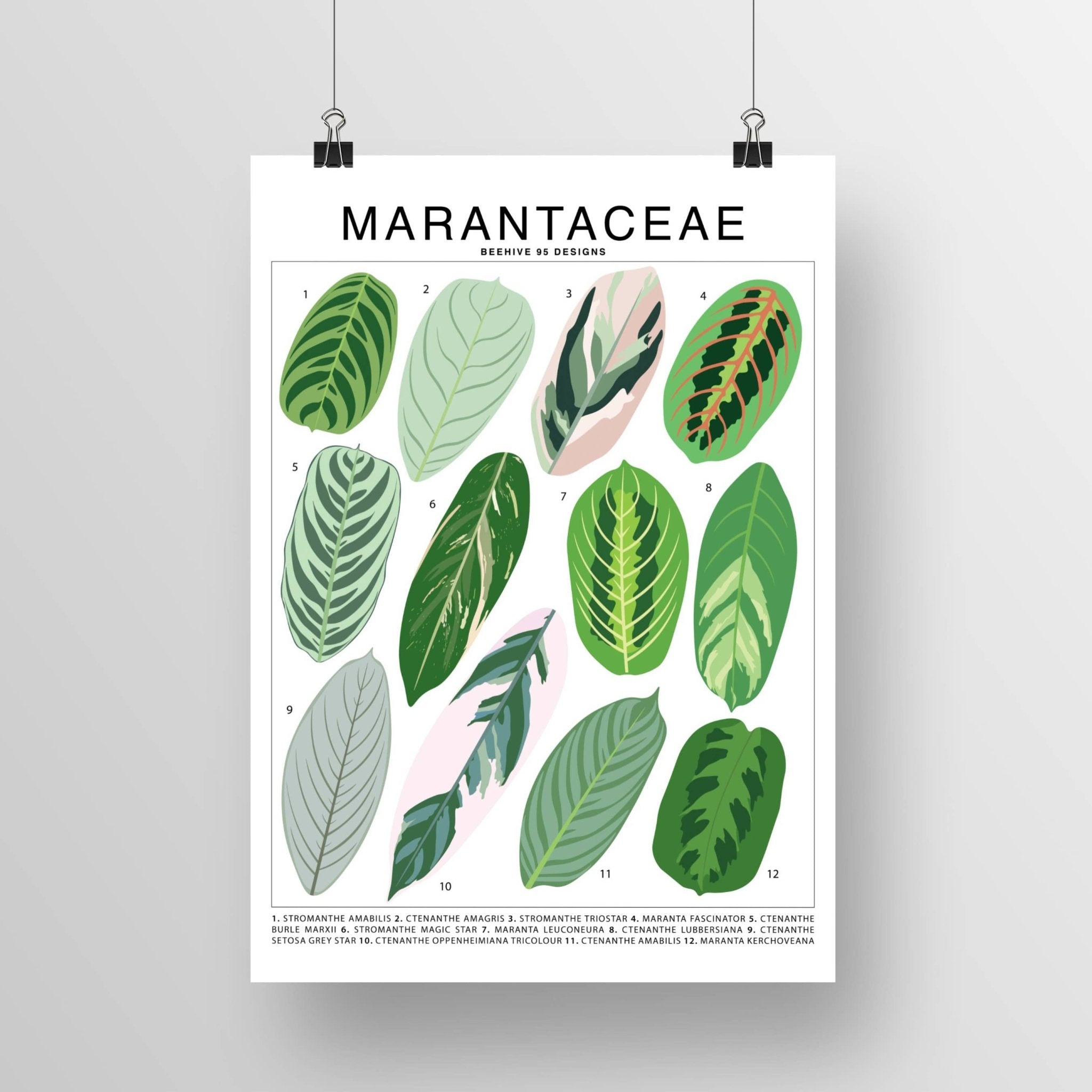 Marantaceae Species ID Chart -Botanical Houseplant Art Print