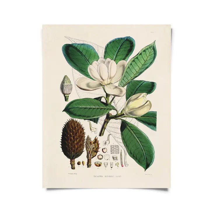 Vintage-Style Botanical Magnolia Art Print