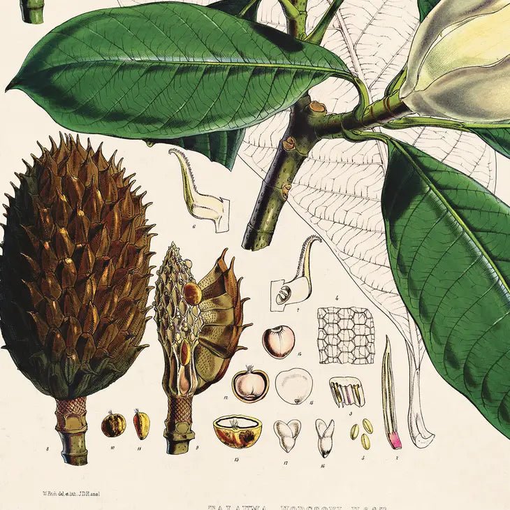 Vintage-Style Botanical Magnolia Art Print
