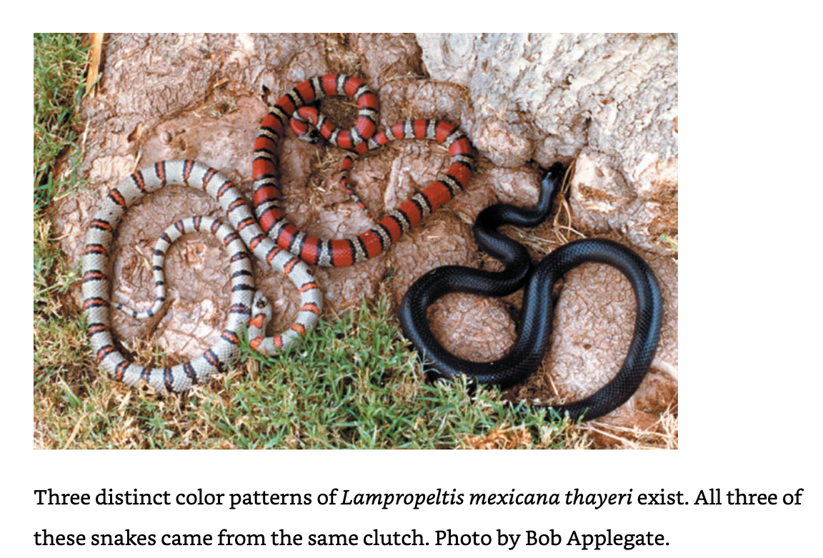 Kingsnakes & Milksnakes in Captivity