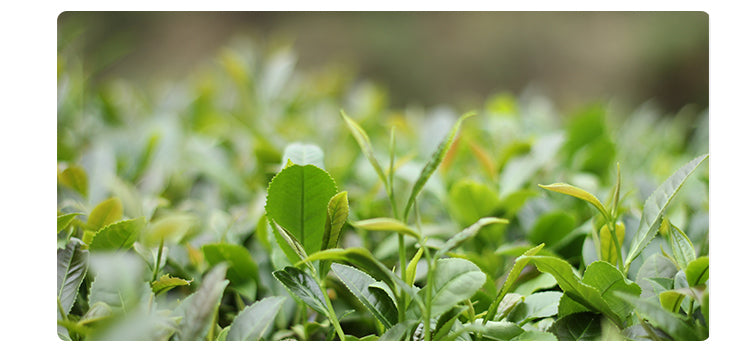 TenFu’s Fujian Tea Garden 福建天福茶园