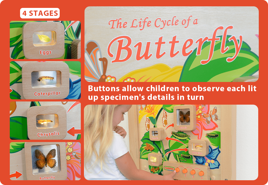 Buttons allow children to observe each lit up specimen's details in turn