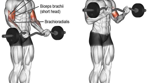 EZ bar curl muscle worked