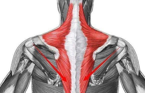 trapezius