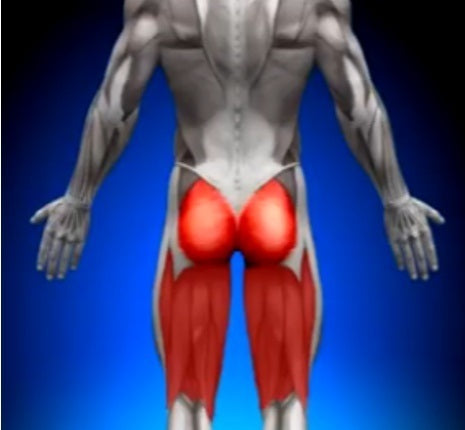 glutes and hamstrings