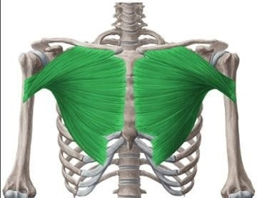 pectoralis major