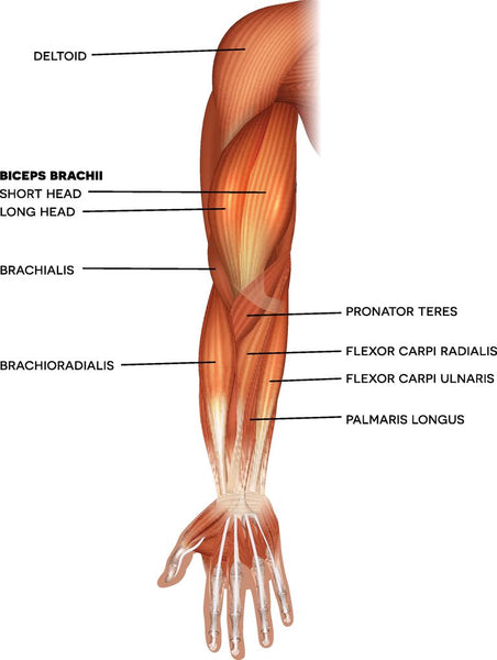 The role of biceps