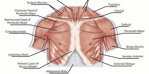 pectoral muscles