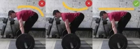 The spine is bent when doing barbell rowing