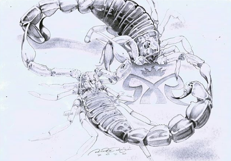 scorpion tattoo design