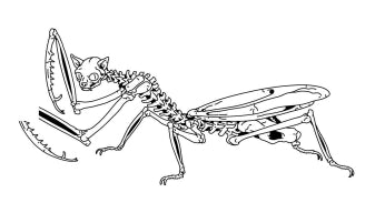 mantis tattoo design