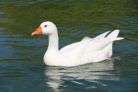 BWaterfowls