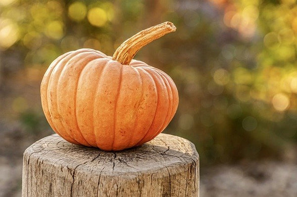 5 Things To Do in Fall