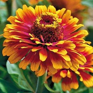 Sombrero Zinnia