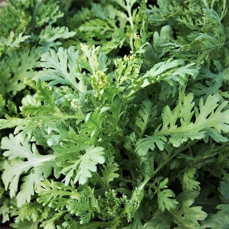 Garland Chrysanthemum Greens