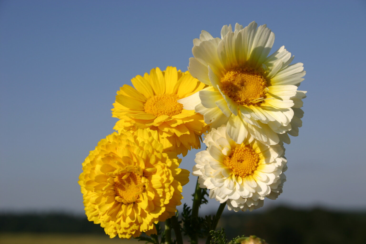 Garland Mix Daisy