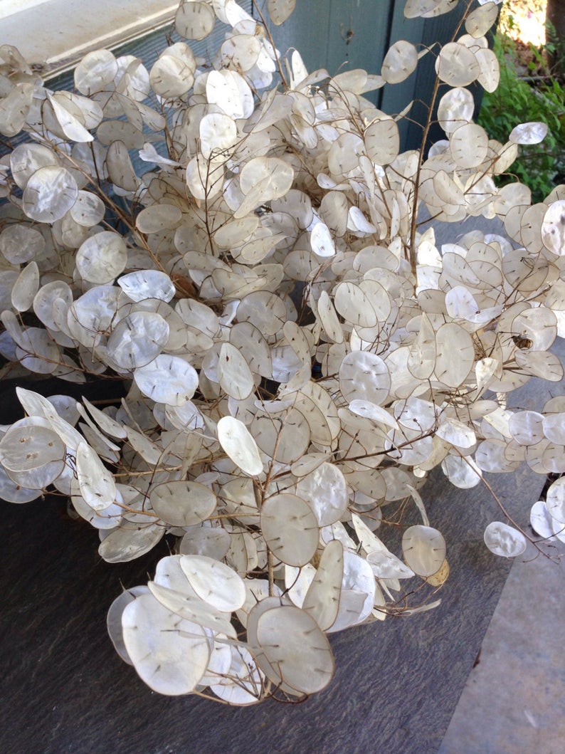 Money Plant (Lunaria)