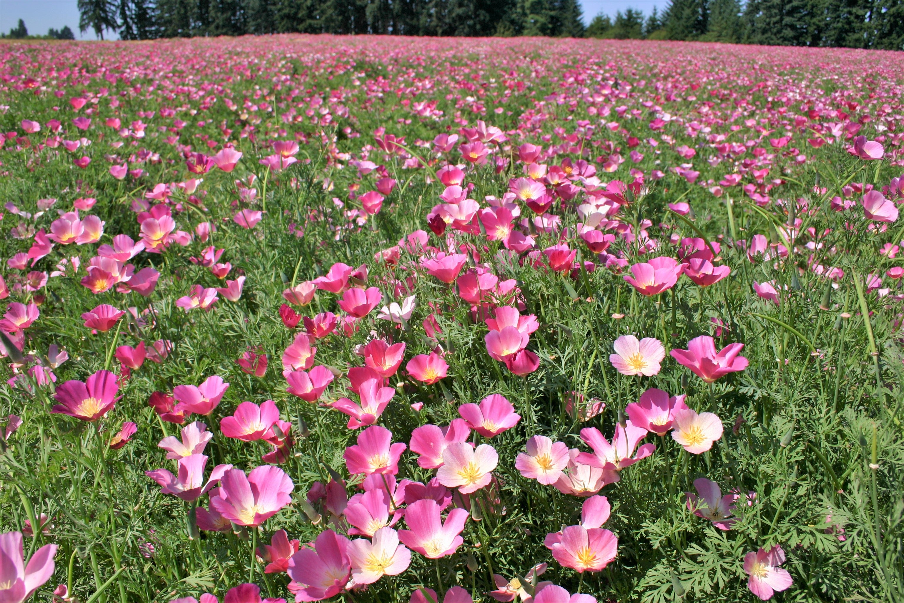 Purple Gleam California Poppy