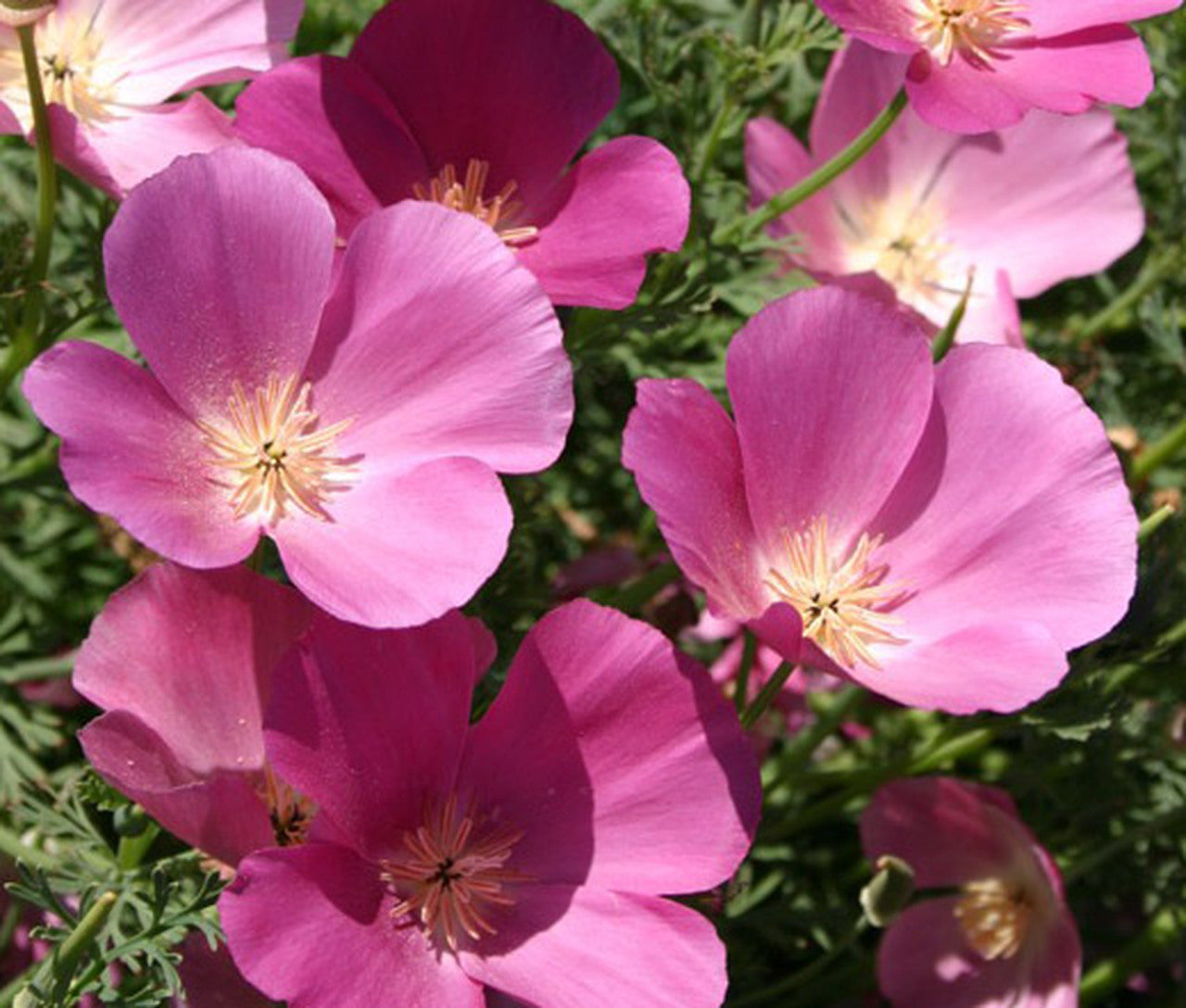 Purple Gleam California Poppy