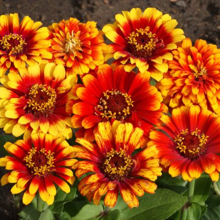 Sombrero Zinnia