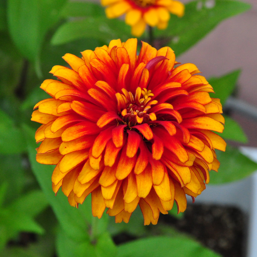 Sombrero Zinnia