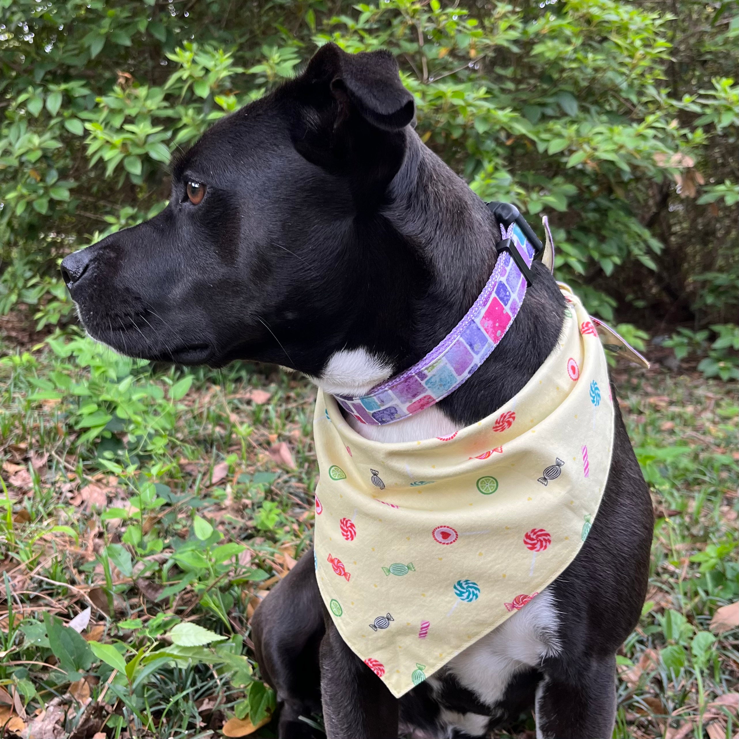 Cupcakes & Candies Reversible Bandana