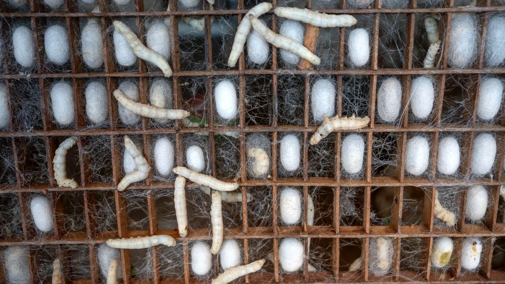  mulberry silkworms