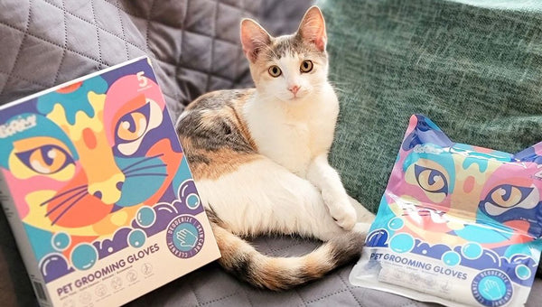 How To Identify Your Cat’s Coat Type? – HICC Pet