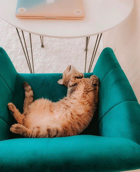 cat and comfort chairs