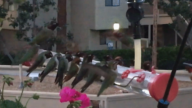 Hummingbird Feeder