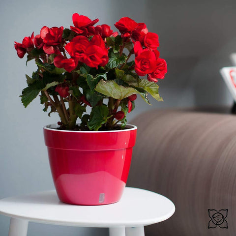 Self Watering Planter