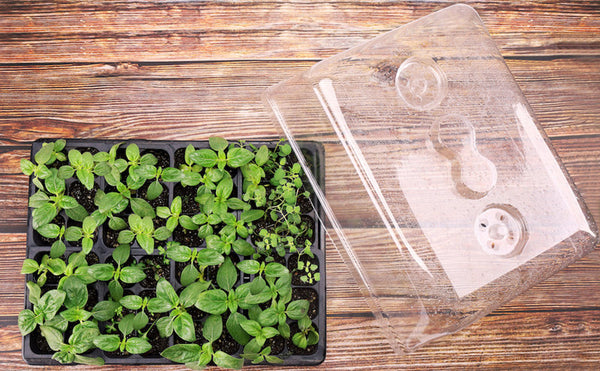 3-Set Strong Plant Growing Trays with Humidity Domes
