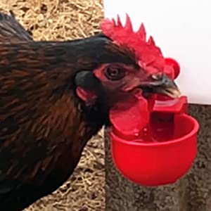 Automatic Chicken Water Cup