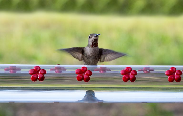 Hummingbird Feeder