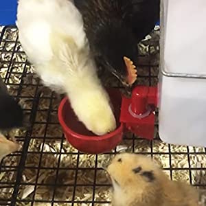 Automatic Chicken Water Cup