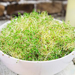 Kitchen Seed Sprouter