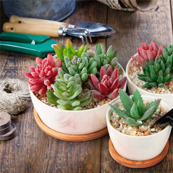 6/5/3.8 inch White Succulents Pots with Drainage Bamboo Trays