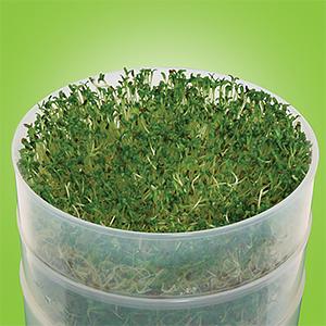 Kitchen Seed Sprouter