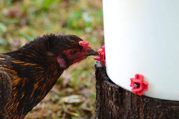 5 Pack Chicken Nipples | Diy Chicken Waterer