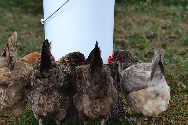 Chicken nipple waterer