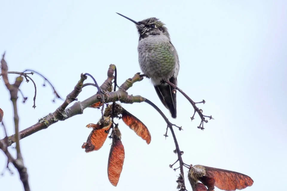 Hummingbird Feeder