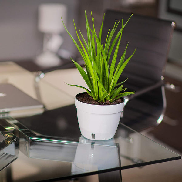 Modern Flower Pot with Water Level Indicator for All House Plants