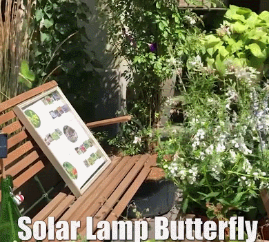 Solar Butterfly